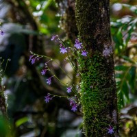 Utricularia moniliformis P.Taylor